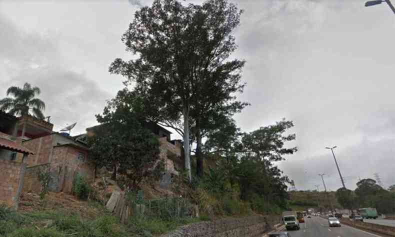 rvore que ser cortada fica na Vila Nova Paraso, s margens da rodovia(foto: Reproduo da internet/Google Maps/Via 040)