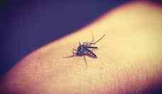 Exames de laboratrios privados indicam aumento de casos de dengue