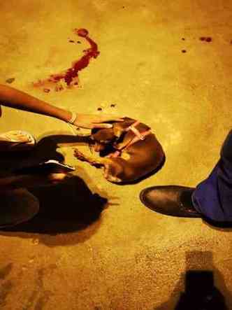 Vizinhos acionaram a polcia aps encontrar cadela machucada (foto: Divulgao / Polcia Civil )