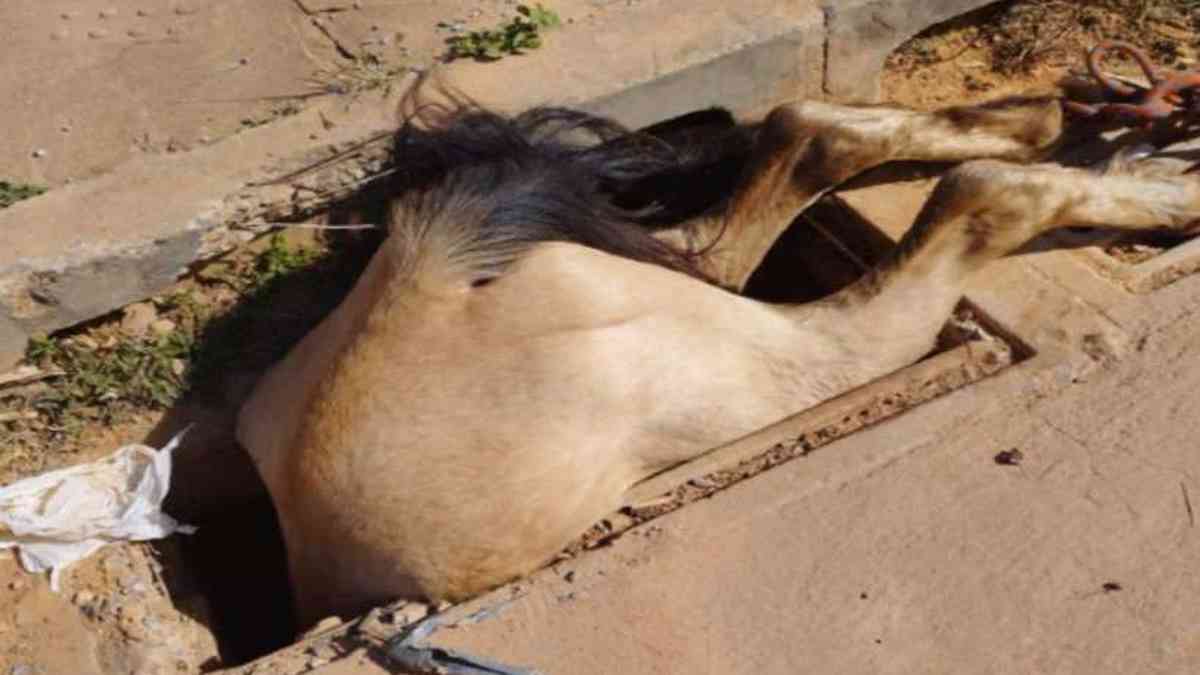 Cavalo cai em bueiro aberto e fica apenas com as patas traseiras para fora  - Gerais - Estado de Minas