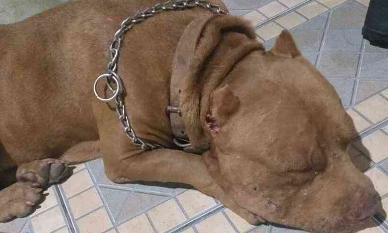 Ainda sem nome, pitbull fmea foi encontrada por policiais militares em BH(foto: Divulgao/PMMG)