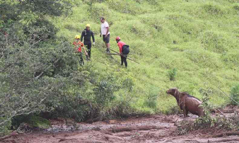Bombeiros resgatam vaca presa na lama aps rompimento da barragem em Brumadinho(foto: Edsio Ferreira/EM/DA Press)