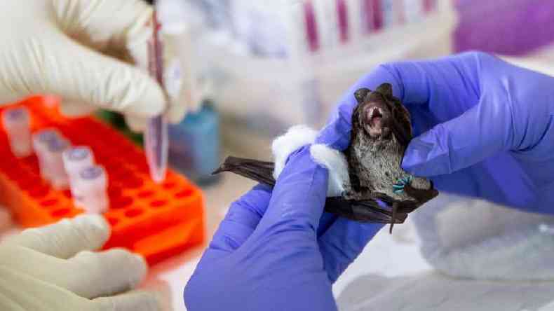Pesquisas com morcegos so comuns na China e no sudeste da sia para prevenir futuras doenas altamente contagiosas(foto: Lauren DeCicca / GETTY)
