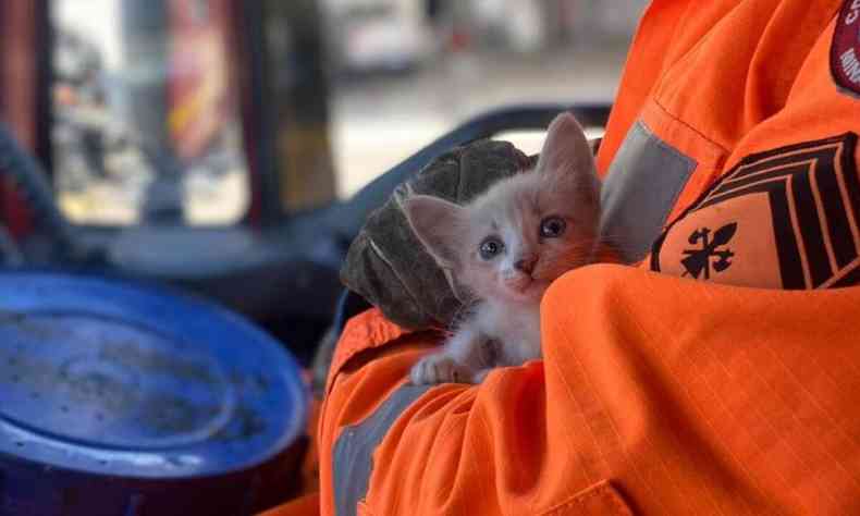 Filhote de gato preso em parede  resgatado em Ipatinga