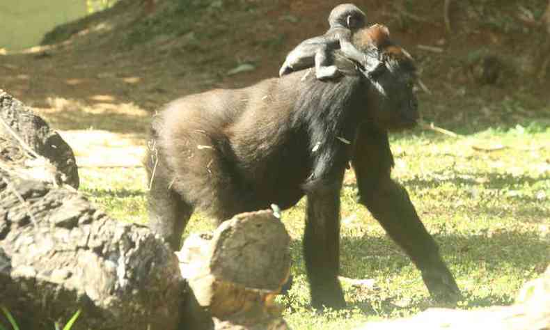 Filha da gorila Lou Lou subiu precocemente nas costas da me(foto: Jair Amaral/EM/D.A Press)