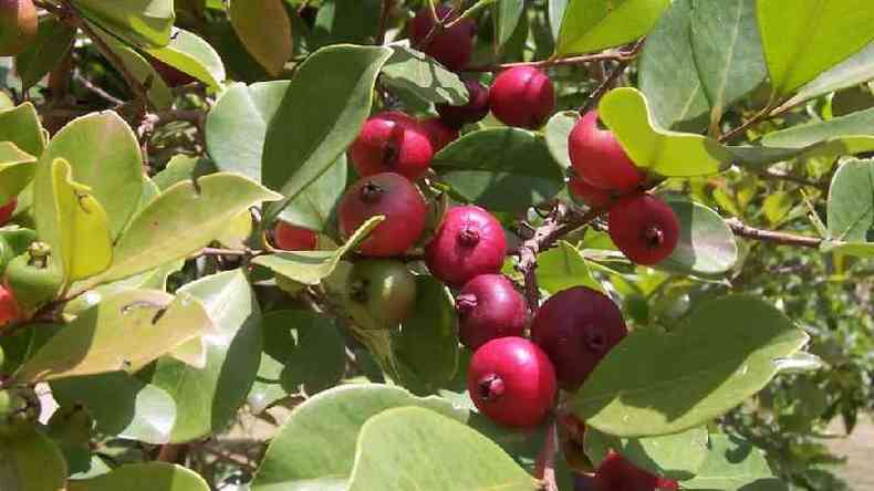 Chimia é doce gaúcho que carrega memória afetiva e muito gosto de frutas -  Sabor - Campo Grande News