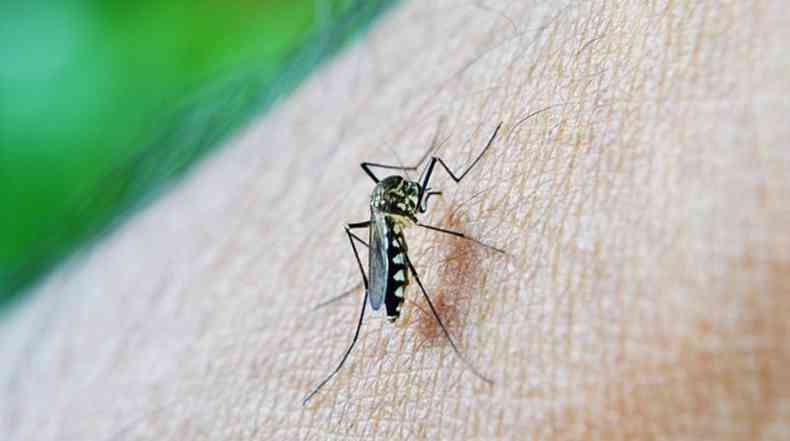 Mosquito transmissor da dengue