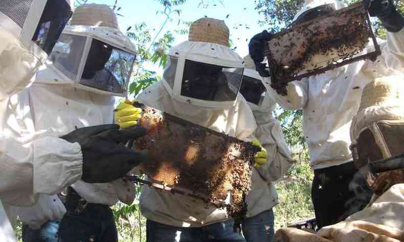 O mel tambm  usado em cosmticos como cremes, hidratantes e mscaras faciais(foto: Divulgacao/EMATER )