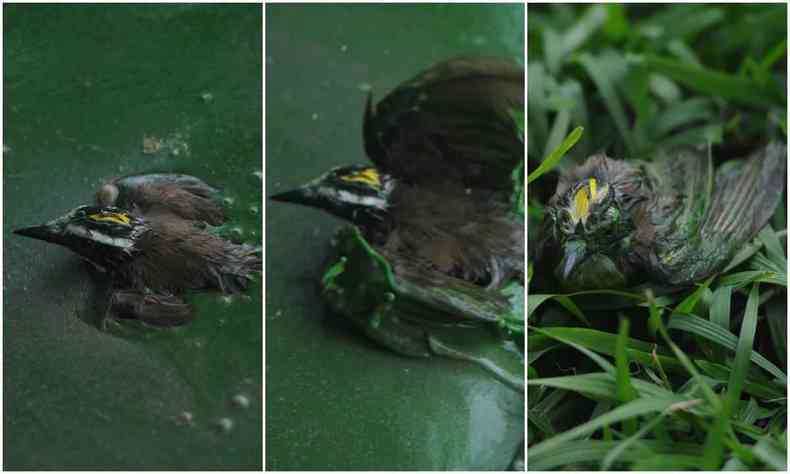 sequência de fotos mostra pássaro sobre a água verde escura e poluída da Lagoa da Pampulha tenta voar na manhã desta terça-feira (4/1)