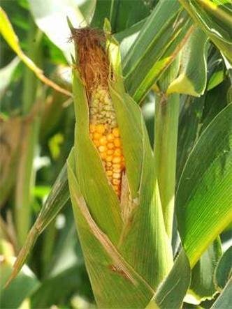 (foto: Marcos Michelin/EM/D.A Press)