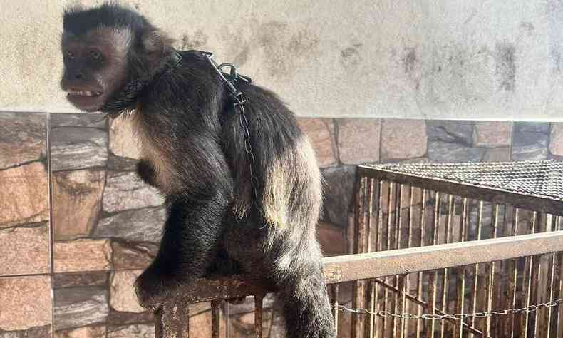 Animal silvestre da espcie cebus apella, conhecido como macaco-prego, foi encontrado em cativeiro nesta sexta-feira (24/2)