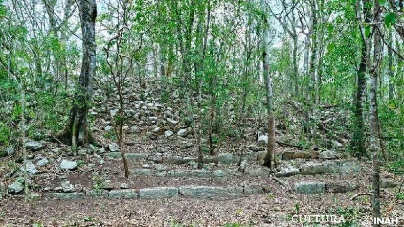 Floresta com degraus localizados por arque�logos