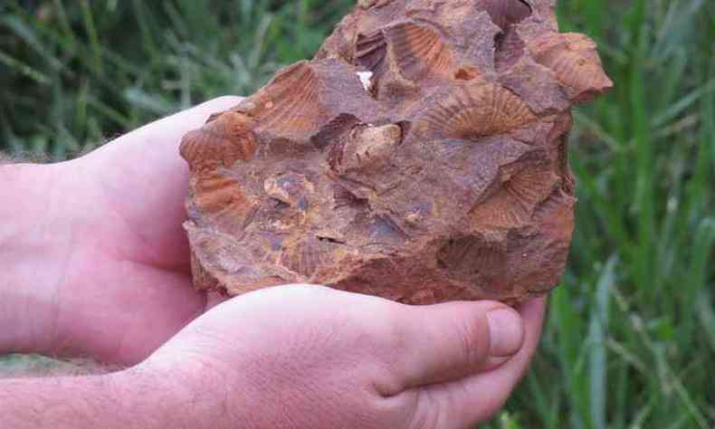 Conchas de 400 milhes de anos esto encravadas em 86 blocos de rochas(foto: Geopac/Divulgao)