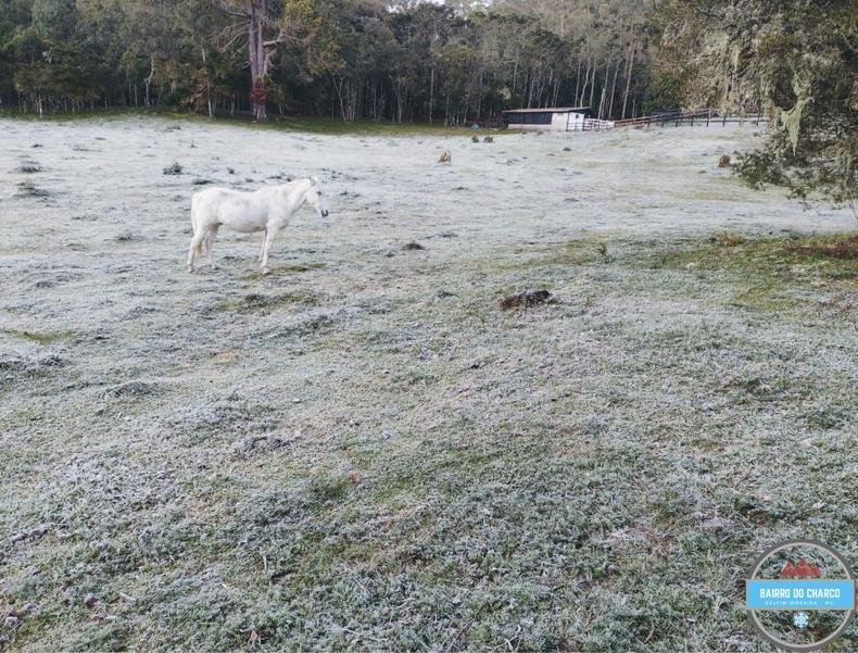 Geada em Delfim Moreira(foto: Osvaldo Guimarães) Geada em Delfim Moreira