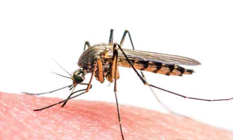Aedes Aegypti, o mosquito  o transmissor da doena