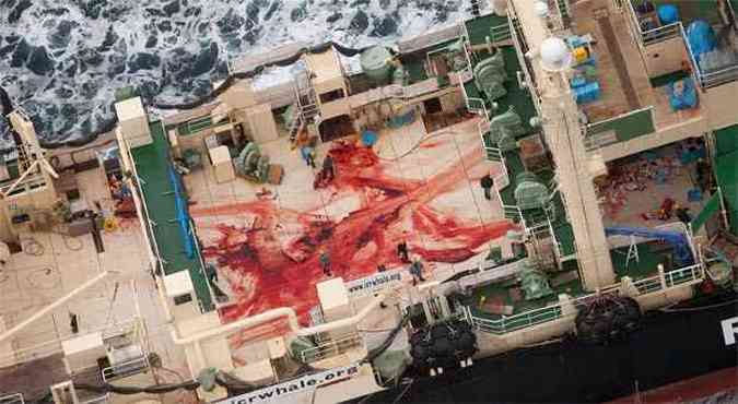 Pesca de baleias  condenada por governos e entidades protetoras do meio ambiente(foto: AFP / Sea Shepherd Australia Ltd / Tim Watters)
