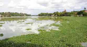  Aguaps, plantas comuns em guas poludas, voltaram a aparecer na lagoa: projeto prev recuperao(foto: Beto Novaes/EM/D.A Press 2013 2/12/13)