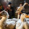 Gripe aviária: especialista em infecções explica vírus confirmado na China