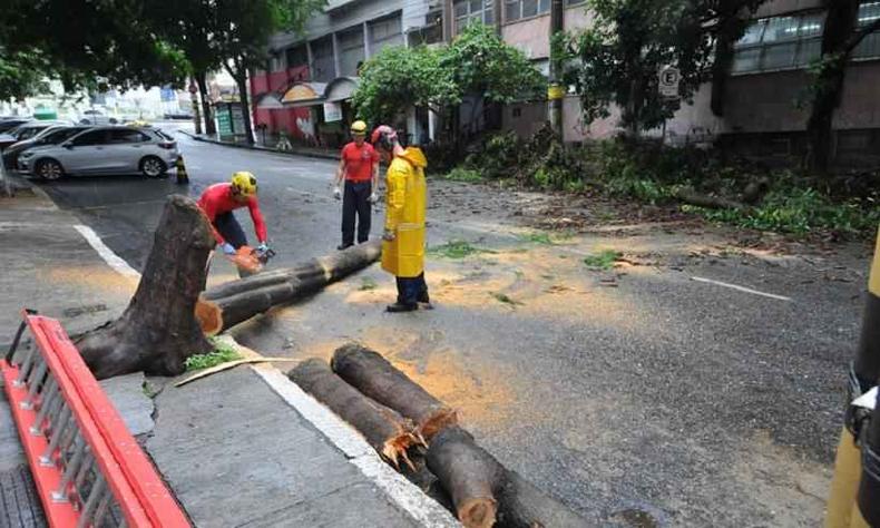 Bombeiros cortam árvore em Belo Horizonte