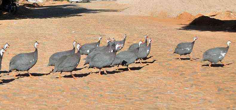 Sem medo de atropelamento, galinhas-d'angola cruzam diariamente a Rua do Contorno(foto: Juarez Rodrigues/EM/D.A Press)