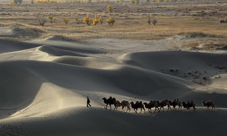 Imagem de camelos em meio ao deserto 