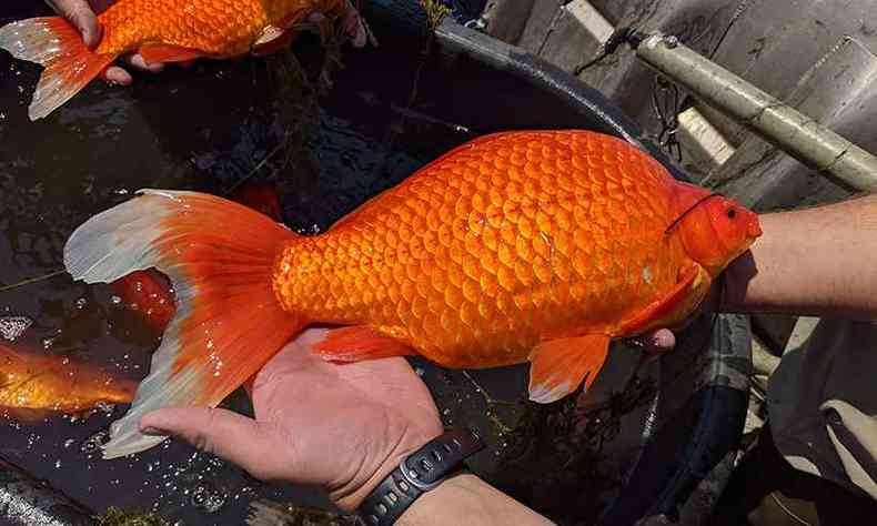 Foto mostra um dos peixes-dourados gigantes achados no lago(foto: Reproduo da internet/Twitter/BurnsvilleMN)
