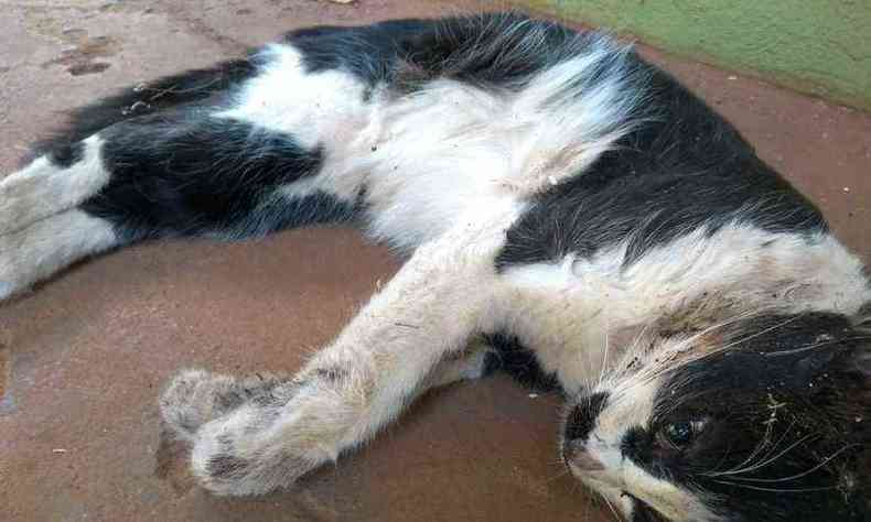 Gato foi encontrado com sinais de envenenamento(foto: PMMG/Divulgao)