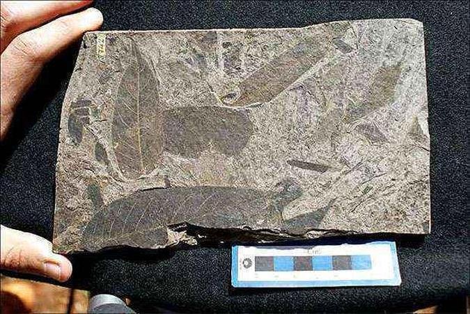 Sessenta e quatro f�sseis de folhas de 25 tipos de plantas angiospermas (com sementes protegidas por frutos) foram avaliados no estudo (foto: Arquivo do Instituto de Geoci�ncias da Unicamp / Divulga��o)