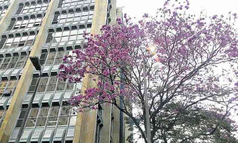 Ana Vitria, de 12 anos, nos enviou esta foto de um ip florido, no Centro de Belo Horizonte. 'Achei bonito porque a cor das flores se destaca na rua'. '(foto: Arquivo pessoal)