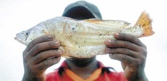 Pescador mostra corvina fisgada na piracema em Tapera, no Norte de Minas: al�m de fraudes, trabalhadores reclamam de atraso no pagamento de seguro(foto: Leandro Couri/Em/D.A Press)