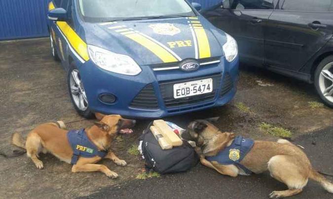 Cães identificaram bolsa contendo a maconha no bagageiro do ônibus(foto: PRF/Divulgação) Cães identificaram bolsa contendo a maconha no bagageiro do ônibus(foto: PRF/Divulgação)