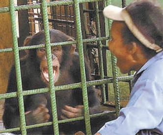 Apenas os animais commais de 5 anos foram contagiados pelo bocejo(foto: MADSEN EA/DIVULGAO)