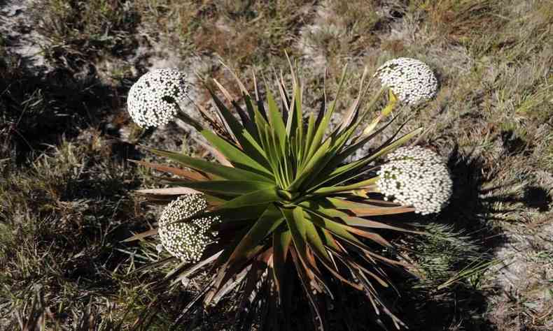 planta rara pontuda com flores redondas da cor branca 