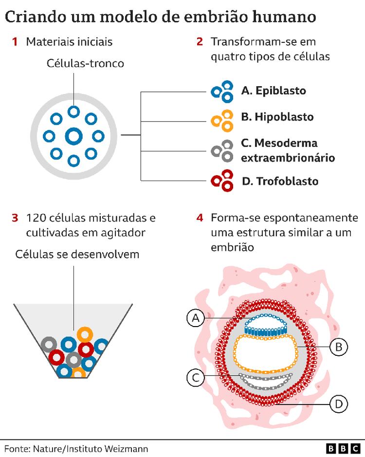 Grfico ilustrando a criao de um modelo de embrio humano em laboratrio