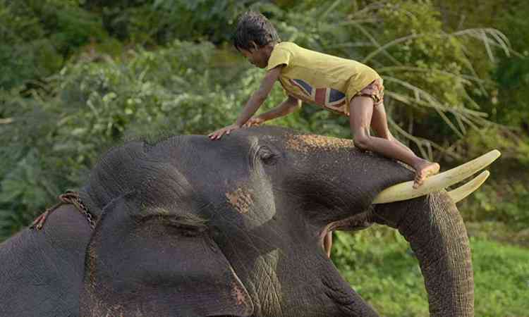 Criana e pequeno elefante em cena do filme Como cuidar de um beb elefante