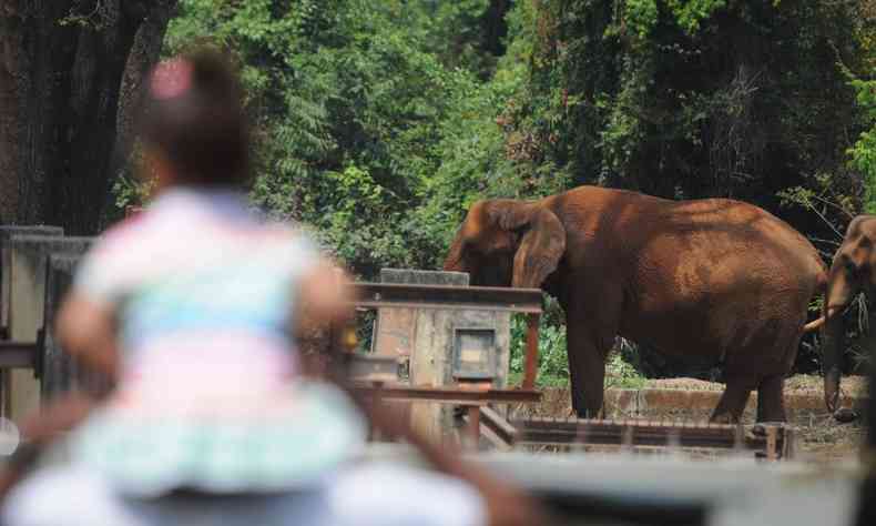 Criana de costas, desfocada, aparece em primeiro plano. Elefante aparece ao fundo, visto de perfil. 