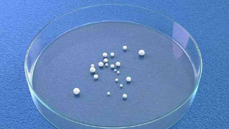 Ilustrao mostra tamanho de minicrebros numa placa de Petri.  possvel v-los a olho nu.(foto: Getty Images)