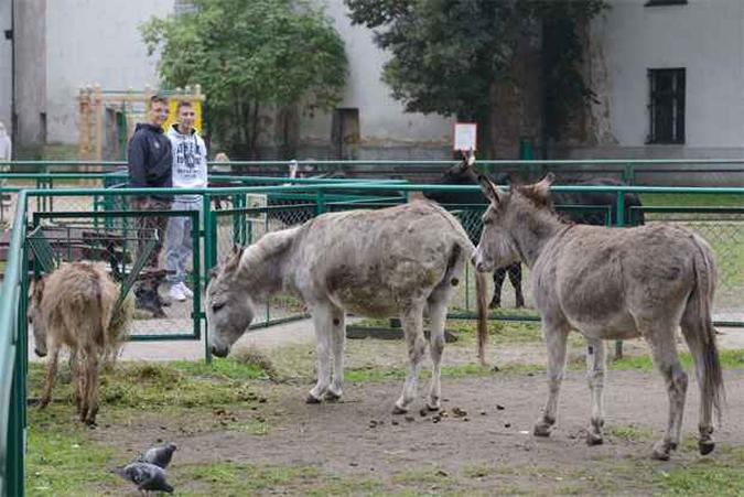 Napoleo ( direita) e Antonina (no centro) com sua cria no zoo de Poznan(foto: AFP PHOTO / PAP/JAKUB KACZMARCZYK / POLAND OUT / EASTNEWS OUT )
