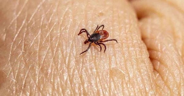  Jovem de 17 anos é o terceiro caso de febre maculosa em Congonhas 