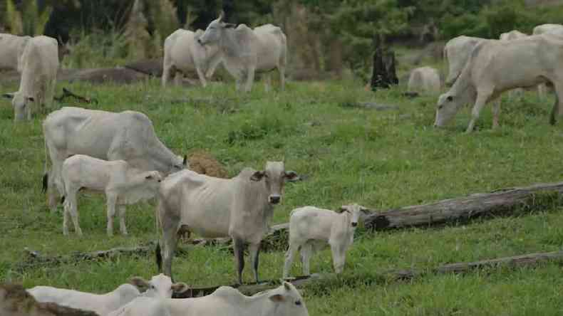 Fazenda de gado na regio de Monte Negro (RO)(foto: BBC)
