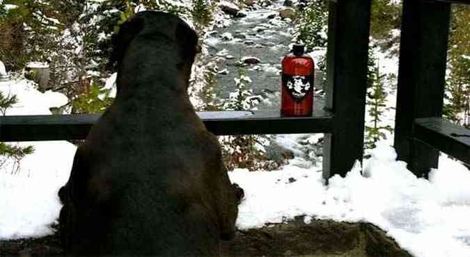 Imagem usada no facebook da cerveja mostra cachorro apreciando a paisagem ao lado de uma garrafa de cerveja (foto: Reproduo Internet / https://www.facebook.com/DawgGrog)