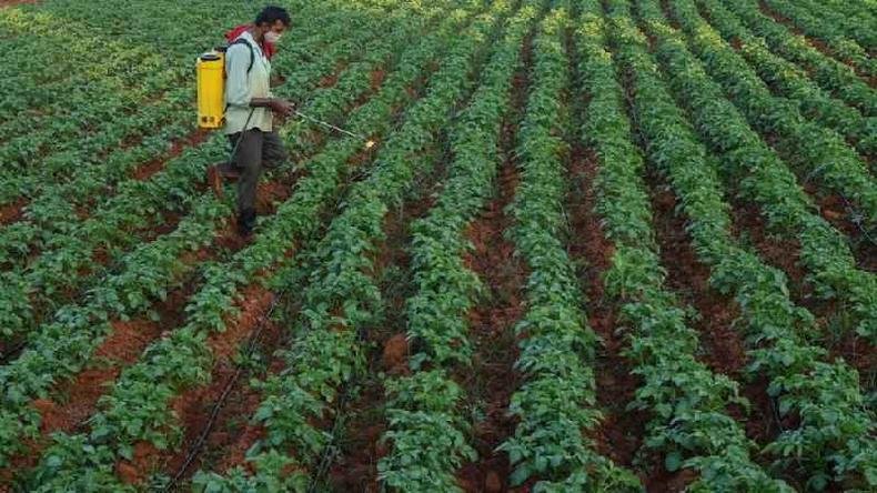 Homem espalha agrot�xicos em planta��o