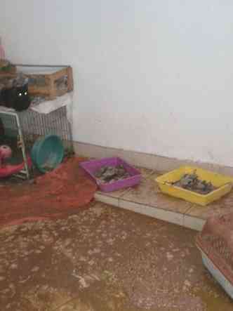 gatil ficou destrudo na inundao(foto: Arca de No/Divulgao)