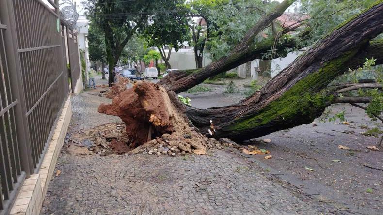 rvore cada na Rua Intendente Cmara, no Bairro Jaragu