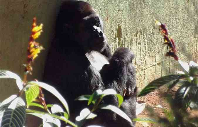Para Lou Lou a estimativa do parto  no mximo para 17 de setembro. Foto da gorila na manh desta segunda-feira(foto: Suziane Fonseca/Divulgao FZB-BH.)