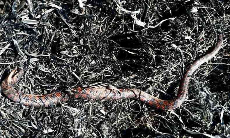  Cobra coral morta pelo fogo no Parque Nacional da Serra do Cip(foto: Fbio Feriado/Divulgao)