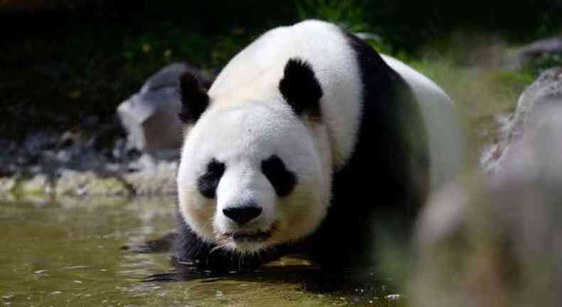 A panda Yuan Zi, me do beb panda francs