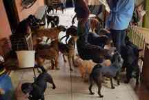 Cães de abrigos são mais vulneráveis à leishmaniose, diz estudo da Fiocruz