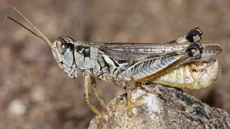 Gafanhotos so comuns na regio Oeste dos EUA, mas, segundo cientistas, houve uma exploso na populao desses insetos neste ano, agravada pela seca e ondas de calor histricas(foto: USDA/APHIS)
