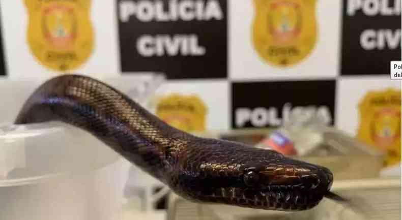 Uma das cobras apreendidas no DF em operao da Polcia Civil relacionada ao caso do estudante picado por naja(foto: PCDF/Divulgao)